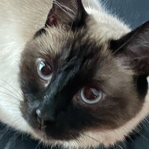 Meet your Posher, Diane